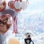 Bubbly Wedding Set – 婚禮氣球組合：圖片 5